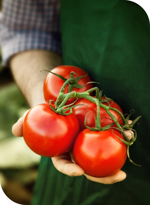 Τομάτα Γκρέκα